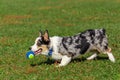 A Corgi Carries a Tennis Ball Royalty Free Stock Photo