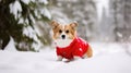 Corgi Christmas background. Xmas Welsh Corgi Pembroke dog portrait wearing Christmas red sweater for Christmas postcard Royalty Free Stock Photo