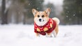Corgi Christmas background. Xmas Welsh Corgi Pembroke dog portrait wearing Christmas red sweater for Christmas postcard Royalty Free Stock Photo
