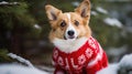 Corgi Christmas background. Xmas Welsh Corgi Pembroke dog portrait wearing Christmas red sweater for Christmas postcard Royalty Free Stock Photo