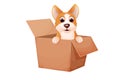 Corgi cute pet, puppy in the box, adopt animal concept, homeless character in cartoon style isolated on white background