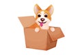 Corgi cute pet, puppy in the box, adopt animal concept, homeless character in cartoon style isolated on white background