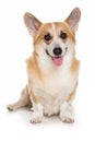 Corgi dog Royalty Free Stock Photo