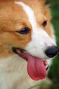 Corgi dog Royalty Free Stock Photo