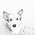 Corgi dog in black and white looking up at you Royalty Free Stock Photo