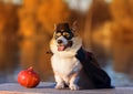 Funny Corgi dog in costume superhero pumpkin Halloween party sitting in autumn Park