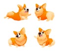 Corgi Dog with differents poses, haired puppy looks fox-like Royalty Free Stock Photo