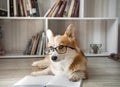 Corgi dog in glasses lying reading a book