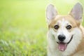 Corgi dog on the grass in summer sunny day