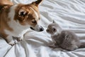 Corgi dog and gray kitten on bedspread show gentleness and curiosity Royalty Free Stock Photo