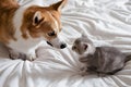 Corgi dog and gray kitten on bedspread show gentleness and curiosity Royalty Free Stock Photo