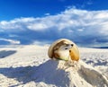 Corgi dog with a hat in the white sand of a tropical beach, with a cloudy sky in the background Royalty Free Stock Photo