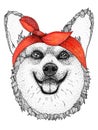 Corgi dog head hand drawn illustration. Doggy in pin-up red bandana, isolated Royalty Free Stock Photo