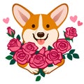 Corgi dog holding a bouquet of roses vector cartoon illustration. Funny cute humorous love, friendship, dating, romance, birthday
