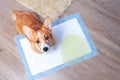 Corgi dog looks guilty, sits on the floor, pissed on diaper. Puppy toilet train