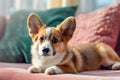 Corgi dog lying on pink sofa at home, cute pet on vintage couch in room