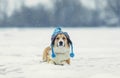 Portrait of a cute red Corgi dog lying on a white ground in the winter day in a funny knitted hat during a heavy snowfall