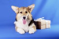 A Corgi dog next to a gift box on a blue chromakey background