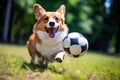 Corgi dog obediently playing with soccer ball