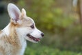 Corgi dog pet on the grass in summer sunny day