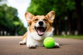 Corgi dog playing happily with tennis ball in park