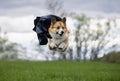 Funny corgi dog puppy in black superhero cape flying over green meadow