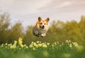 corgi dog puppy it jumps and flies over a green meadow with its paws outstretched Royalty Free Stock Photo