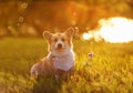 Corgi dog puppy sits on bright green meadow bathed in warm sunlight and shiny soap bubbles on a summer evening Royalty Free Stock Photo