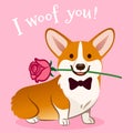 Corgi dog with rose flower in mouth Valentine`s day card vector cartoon. Cute sitting corgi puppy on pink background. Funny