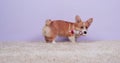Corgi puppy training at home. Dog teaches fetch, aport command with handler