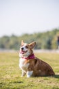 The Corgi dog sits on the grass