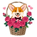 Corgi dog sitting in a basket of roses vector cartoon illustration. Funny cute humorous love, friendship, dating, romance,