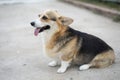 Corgi dog sitting on the ground in summer day