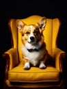 Corgi dog sitting on a yellow chair