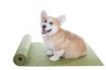 Corgi dog sitting on a yoga mat Royalty Free Stock Photo