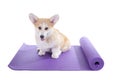 Corgi dog sitting on a yoga mat, concentrating for exercise sport concept, isolated on white background Royalty Free Stock Photo