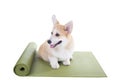 Corgi dog sitting on a yoga mat, concentrating for exercise sport concept, isolated on white background Royalty Free Stock Photo