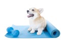 Corgi dog sitting on a yoga mat Royalty Free Stock Photo