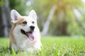 Corgi dog smile and happy on the grass