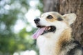 Corgi dog standing on the table in summer sunny day