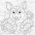 Corgi dog and sunflowers.Coloring book antistress for children and adults. Royalty Free Stock Photo