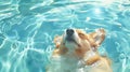 Corgi dog swims in the pool, in cartoon style, in anime aesthetic,pastel colors, cute and dreamy