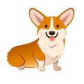 Corgi dog vector cartoon illustration. Cute friendly welsh corgi