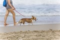 Corgi dog on a walk along the sea with an elderly owner