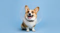 Corgi dog wearing a cone after surgery, Treatment on blue background. Royalty Free Stock Photo