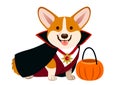 Corgi dog wearing vampire Halloween costume with black cape, fan Royalty Free Stock Photo