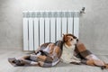 A corgi dog wrapped in a blanket warms itself near a warm radiator.