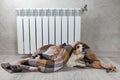 A corgi dog wrapped in a blanket warms itself near a warm radiator.