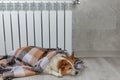 A corgi dog wrapped in a blanket warms itself near a warm radiator.