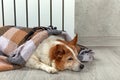 A corgi dog wrapped in a blanket warms itself near a warm radiator.